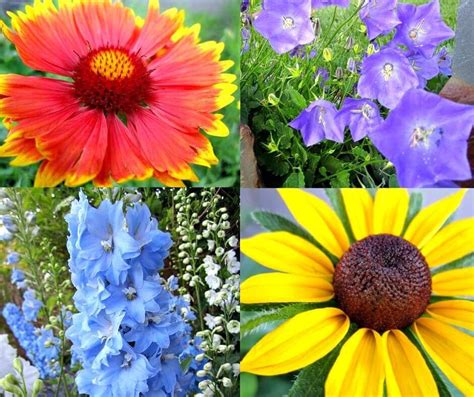 Plant These Low Care Perennial Flowers That Bloom All Summer In The
