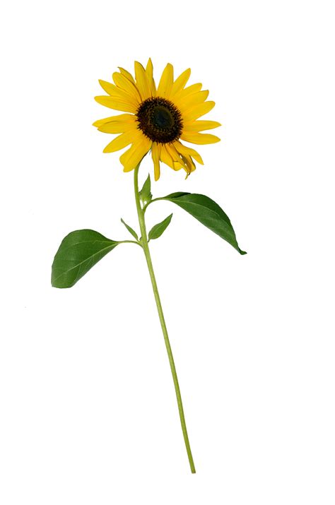 Sunflower Wallpaper Png Sunflower Png Image Purepng Free