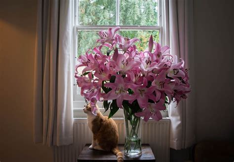 So we've made it easy for you to find out! How to Treat Lily Toxicity in Cats
