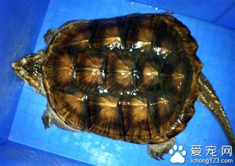 Maybe you would like to learn more about one of these? 鱷魚龜養殖技術 養殖鱷魚龜不是很難 - 每日頭條