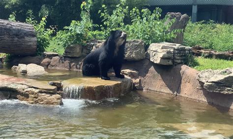 Bear Escapes From Habitat At St Louis Zoo