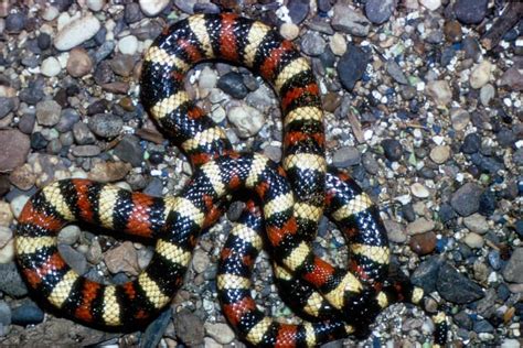 Lampropeltis Zonata California Mountain Kingsnake Usa Snakes