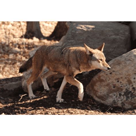 Animals that Start with R: Names of 24 Animals Starting with R • 7ESL