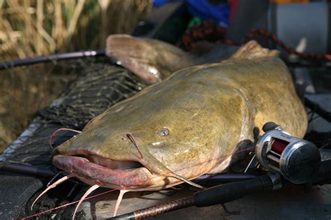Tide tables and solunar charts for louisiana: Louisiana Fishing Calendar 2019 - Game & Fish