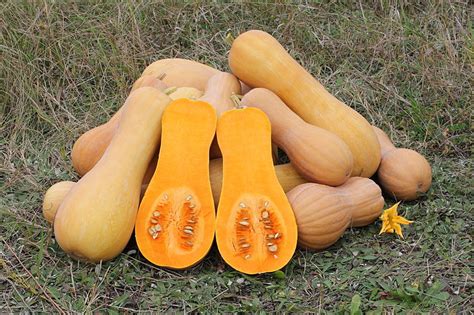 Types Of Squash Budget Earth
