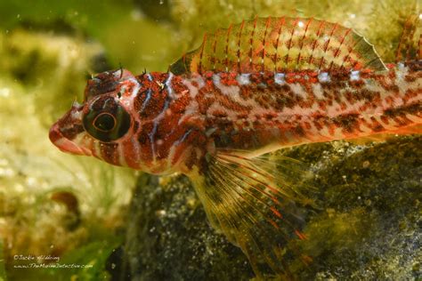 Sculpins The Marine Detective