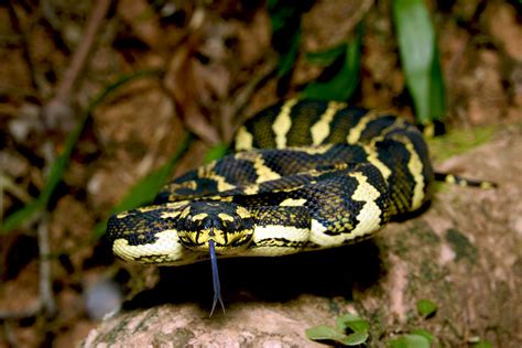 Maybe you would like to learn more about one of these? Jungle Carpet Python Full Grown - Carpet Vidalondon