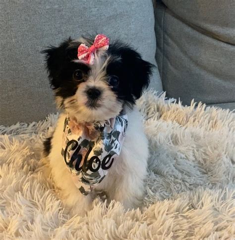 Those furry friends | Dallas ISD Staff News