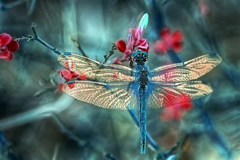 Intricate Optimized Insect Designs Via Evolution Id The Future