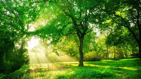 Beautiful Sunlight Green Trees Bushes Plants Grass Field Daytime Hd Nature Wallpapers Hd