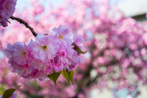 Spring Sakura Blossom Trees Stock Photo Image Of Cherry Sakura