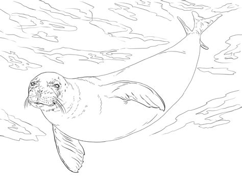 Monk Seal Coloring Page Colouringpages
