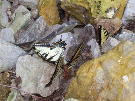 Eastern Tiger Swallowtails Puddling What S That Bug