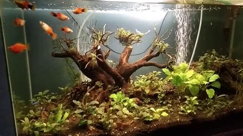 Tanaman aquacape untuk pemula yang mudah perawatannya: Aquascape untuk pemula - YouTube