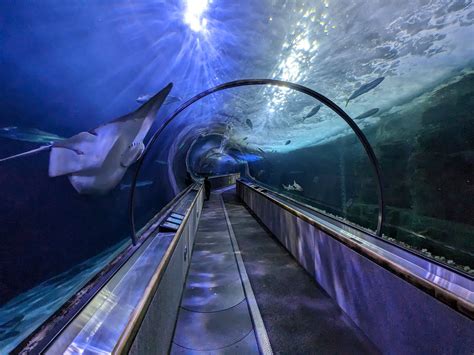 Aquarium Of The Bay Trip Report March 2023 Aquarium Of The Bay Zoochat