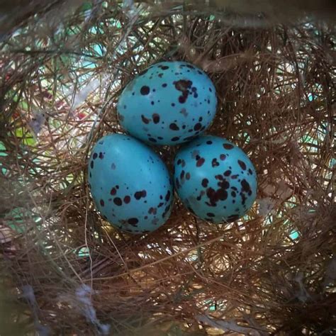 What Do Sparrow Eggs Look Like Sparrows Nesting And Matching