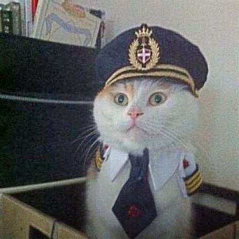 Yes Sir Captain Cat Meme Generator