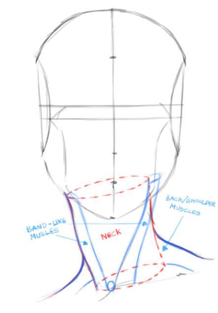 How To Draw Heads Female Portraits Drawing Up The Base Anatomy