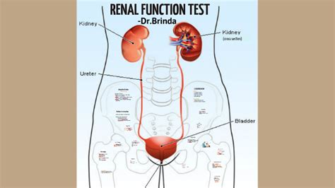 The tests measure levels of various substances, including several minerals, electrolytes, proteins. RENAL FUNCTION TEST by Brinda Srinivasagopalane