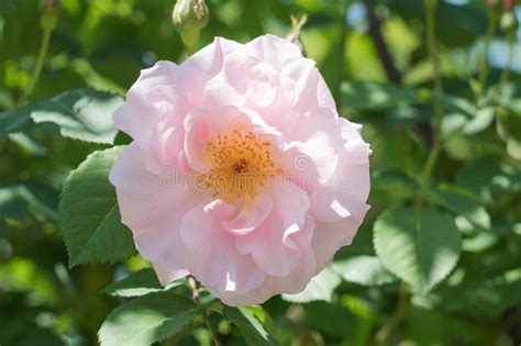 Beautiful Pink Rose Blooming In The Garden Stock Image Image Of