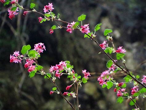 Red Flowering Currant 16