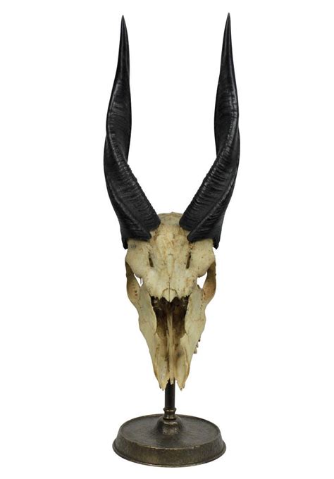 Mounted Skull Of An Ibex At 1stdibs Ibex Skull For Sale Ibex