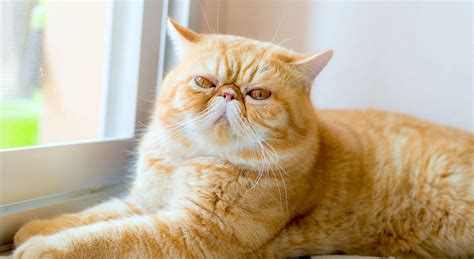 5 Things To Know About Exotic Shorthairs Petful