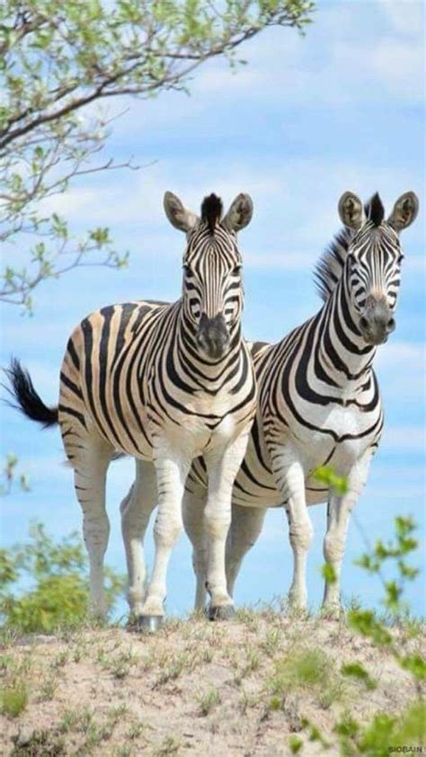 Beautiful Zebras Cute Animals Cute Animal Pictures Zebras