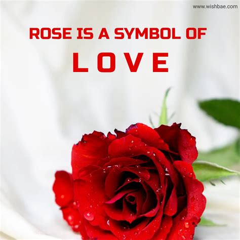 100 Rose Captions And Quotes For Instagram 2023