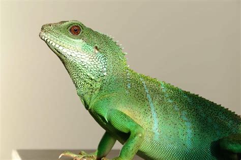 Free picture: lizard, reptile, chameleon, animal, wildlife, vertebrate