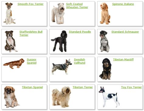 Which is the most popular dog breed in the united states? How Many Breeds Of Dogs Are There In The World - Dog Breeds