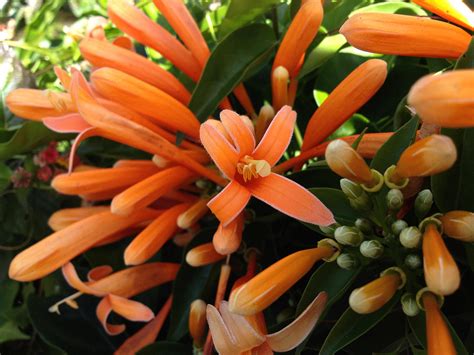 Florida Flame Flowering Tropical Vine Live Plant Prolific Bright Orange