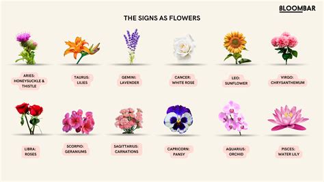 Zodiac Flowers A Guide To Star Sign Flowers Bloombar Flowers
