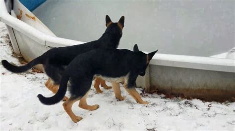 German Shepherd Puppies First Snowfall Youtube