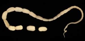 tapeworm in dogs - Dogs First