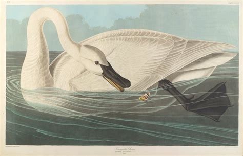 The Birds Of America Plate 406 “trumpeter Swan” John James Audubon