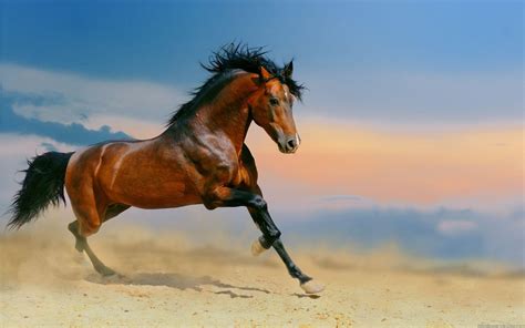 Horse Wallpapers Wallpaper Cave