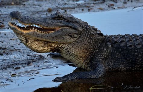 American Alligator Upclose Photograph by Patricia Twardzik