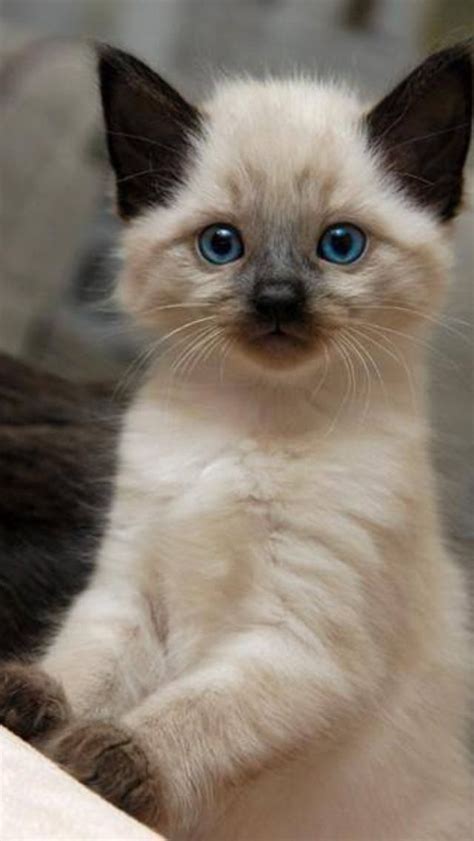 Cutest Cat Ever Cats Pinterest Cute Cats Siamese