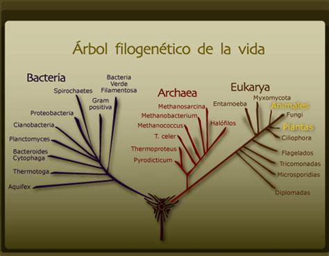 Sabemos, por otra parte, que la membrana plasmática es asimétrica: Biología-primer semestre: Los Dominios de la Vida