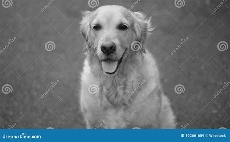 Greyscale Shot Of An Excited Golden Retriever Dog Outdoor Stock Image