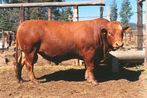 Pictures Of All Breeds Of White Beef Cattle Beefy Muscular And Large