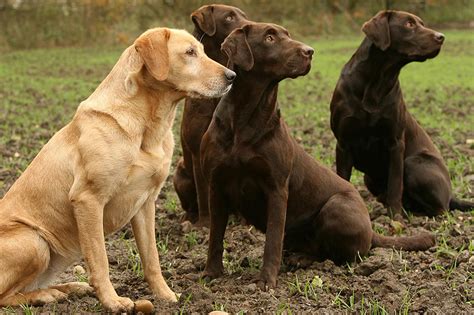 Top 10 Dog Breeds According To The American Kennel Club