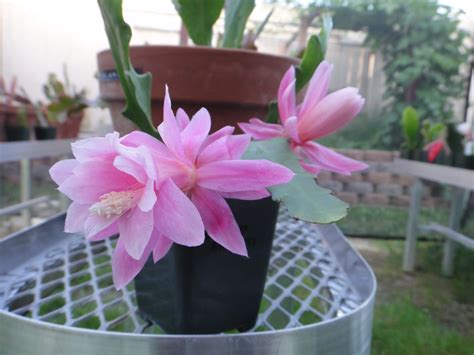 My epiphyllum 'german empress' cactus plant in amazing bloomподробнее. My Epiphyllum Collection: German Empress aka Deutsche Kaiserin