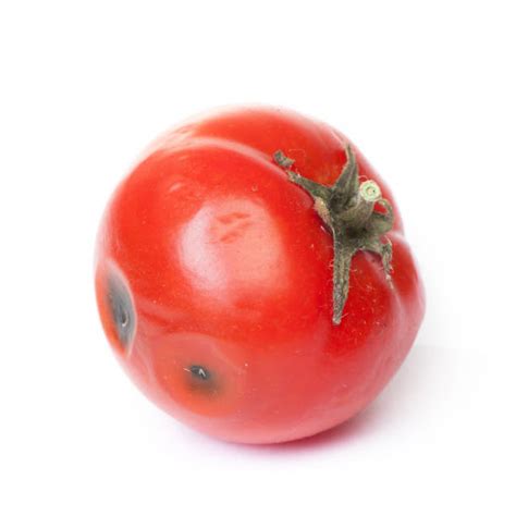 Rotten Tomato Stock Photos Pictures And Royalty Free Images Istock