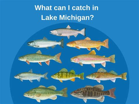 Lake Michigan Fishing The Complete Guide Updated 2022