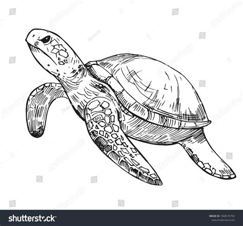 Sea Turtle Drawings Images Stock Photos And Vectors Shutterstock