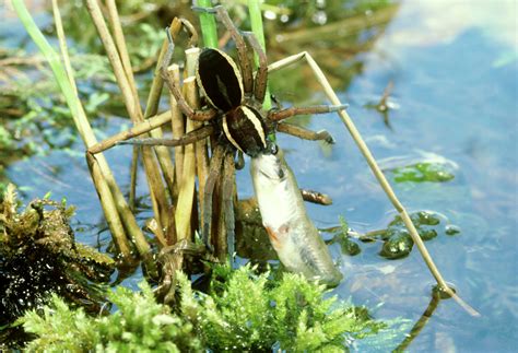 Do female black widows always kill and eat their mates? Spiders That Eat Fish | Antipest Blog