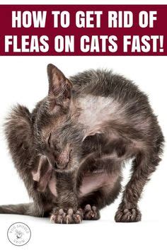 Treatments for cat allergy vary, depending on the symptoms. Flea allergy dermatitis in cats | Cat allergy symptoms ...