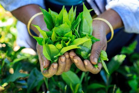 Where To Take A Sri Lanka Tea Plantation Tour Insight Guides
